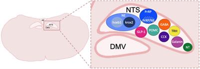 Involvement of the Dorsal Vagal Complex in Alcohol-Related Behaviors